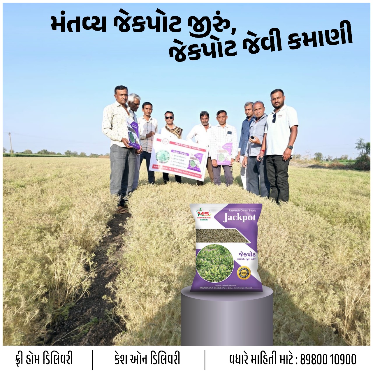 જીરું નું બીયારણ , જીરું ની નવી વેરાયટી, નવા જીરા નું બિયારણ