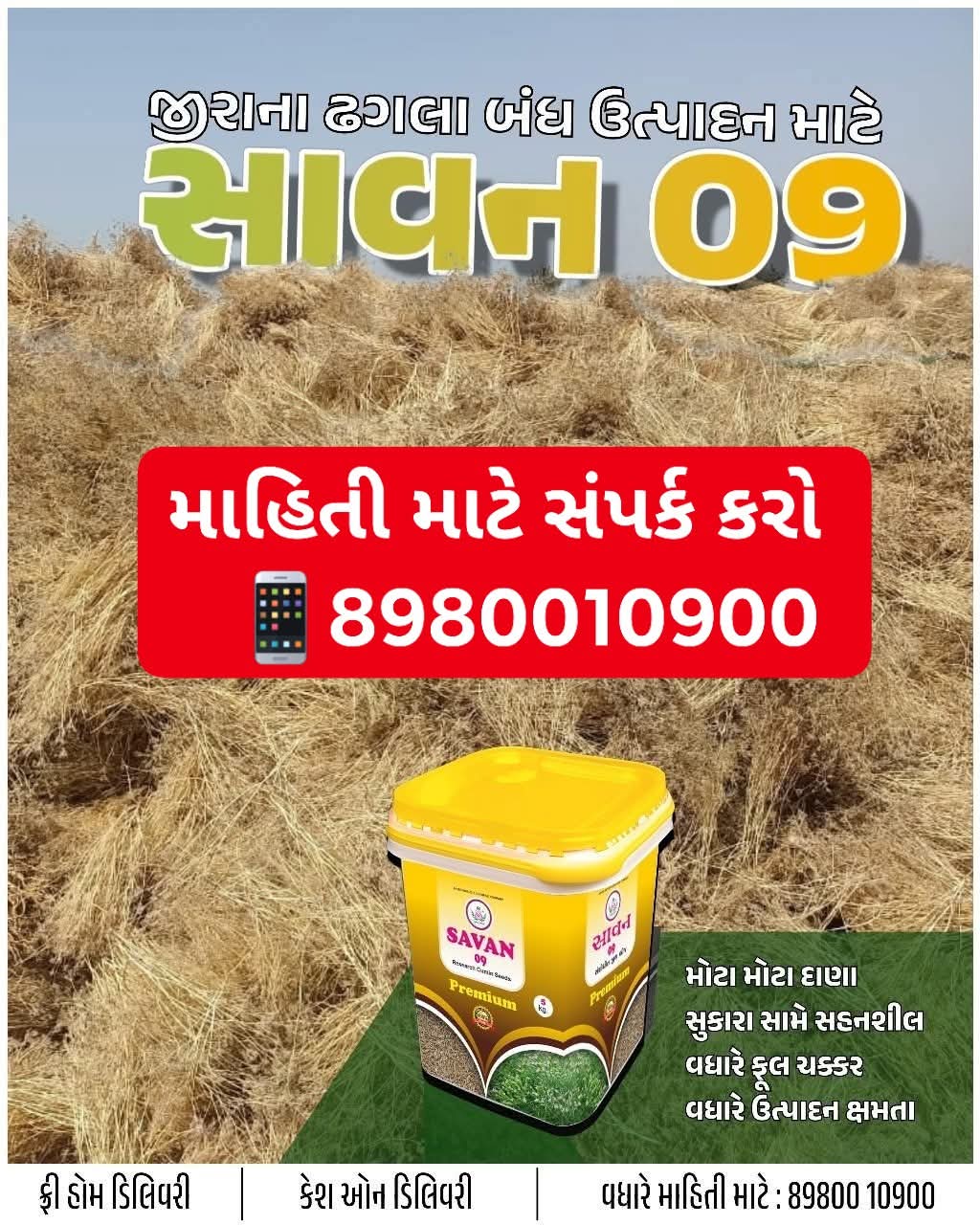જીરું નું બીયારણ , જીરું ની નવી વેરાયટી, નવા જીરા નું બિયારણ