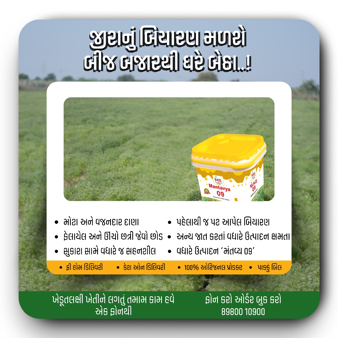 જીરું નું બીયારણ , જીરું ની નવી વેરાયટી, નવા જીરા નું બિયારણ