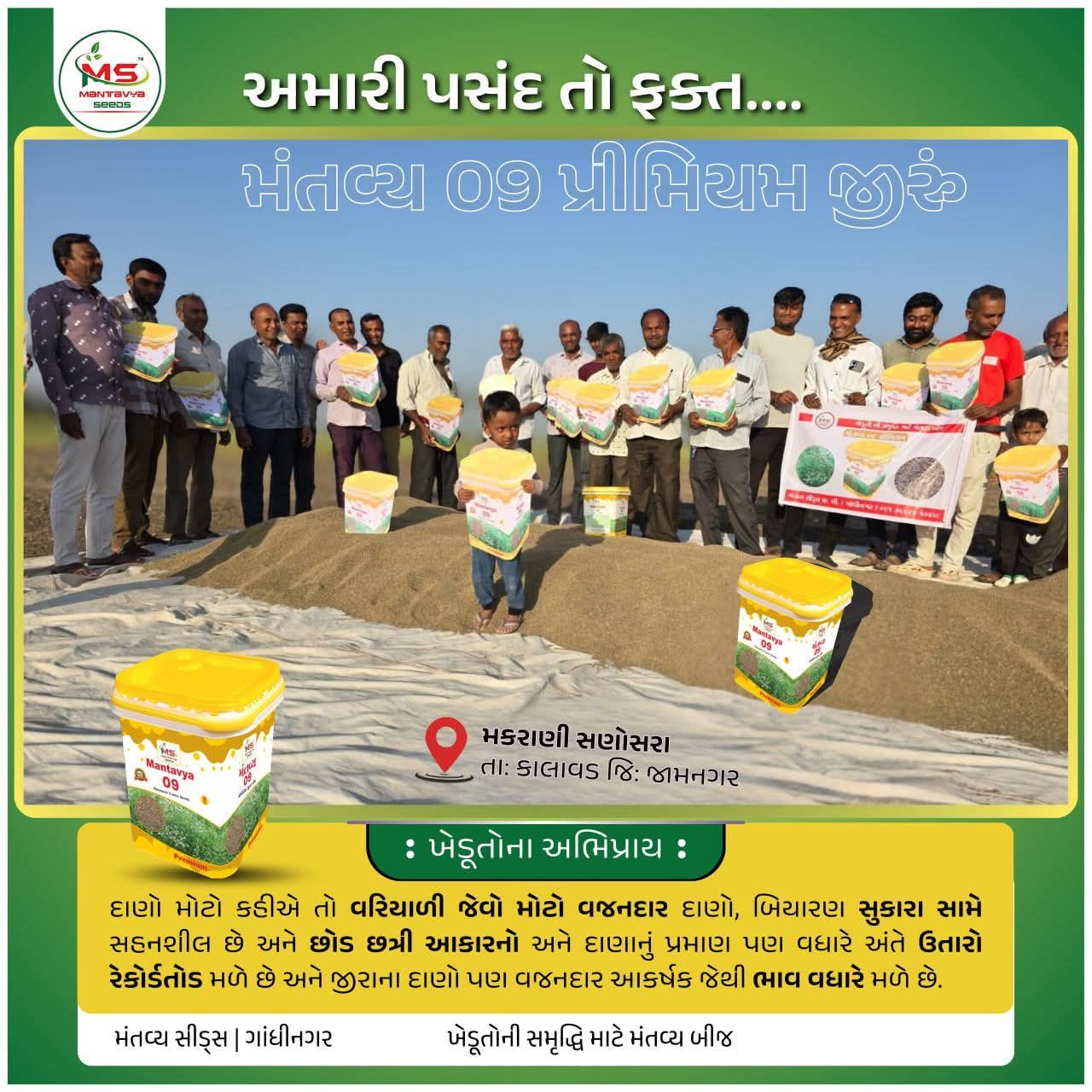 જીરું નું બીયારણ , જીરું ની નવી વેરાયટી, નવા જીરા નું બિયારણ