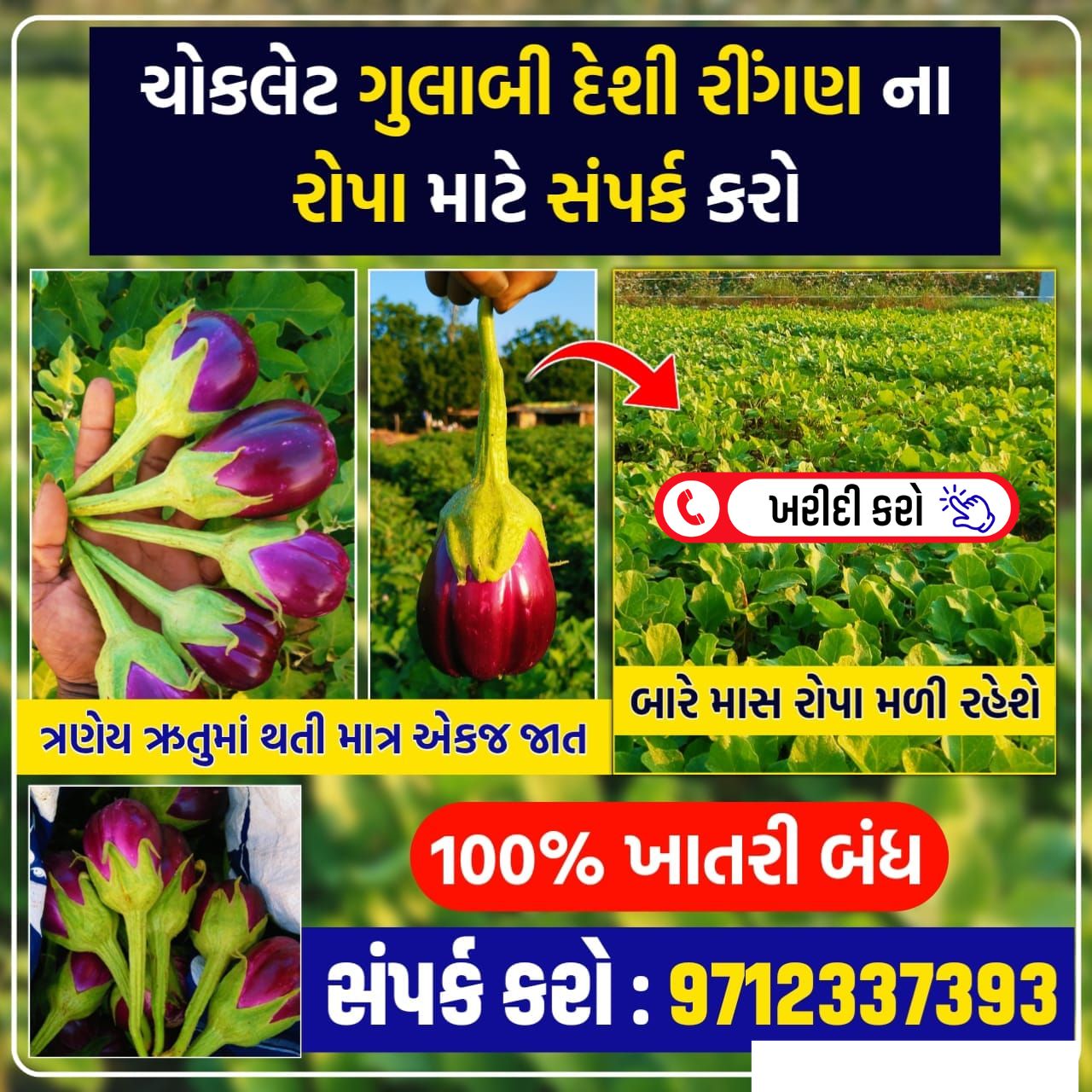 ગુલાબી દેશી રીંગણ ના રોપા