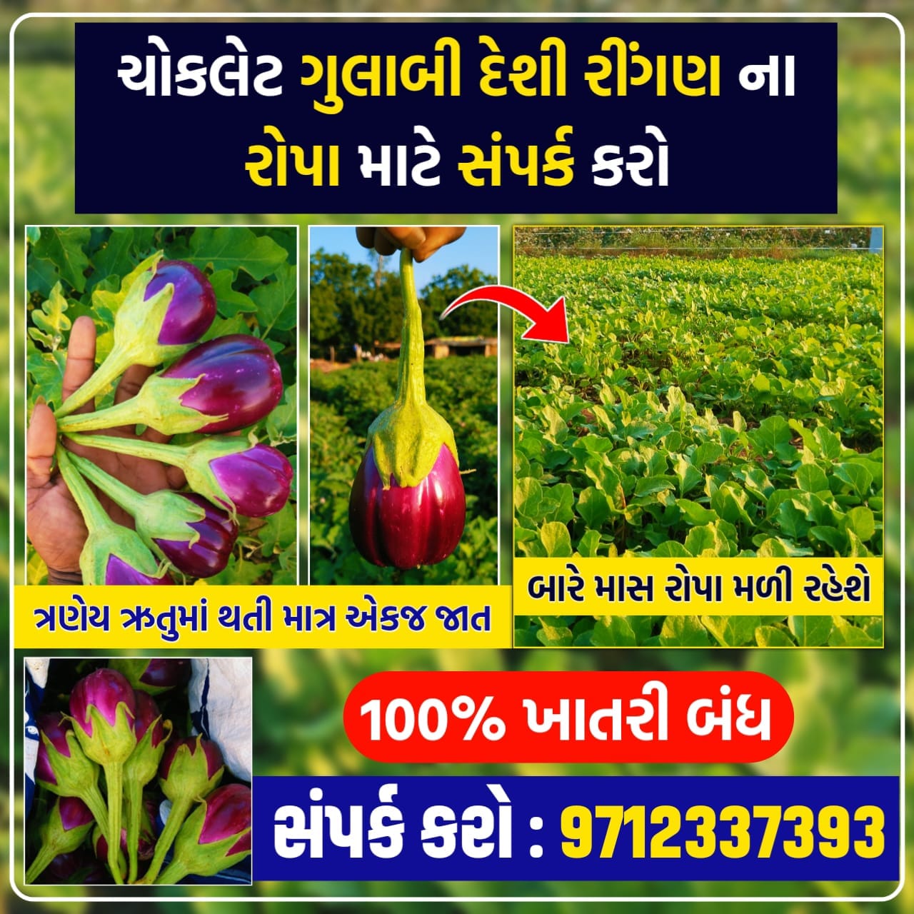 ચોકલેટ ગુલાબી રીંગણ , ગુલાબી રીંગણ, ગુલાબી રીંગણ નું બિયારણ