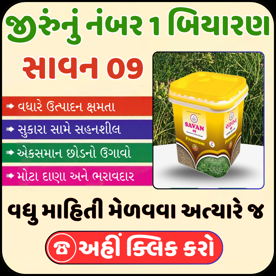 જીરા નું બિયારણ, જીરા બિયારણ, જીરું , જીરું ની નવી વેરાયટી, જીરુંની નવી જાત