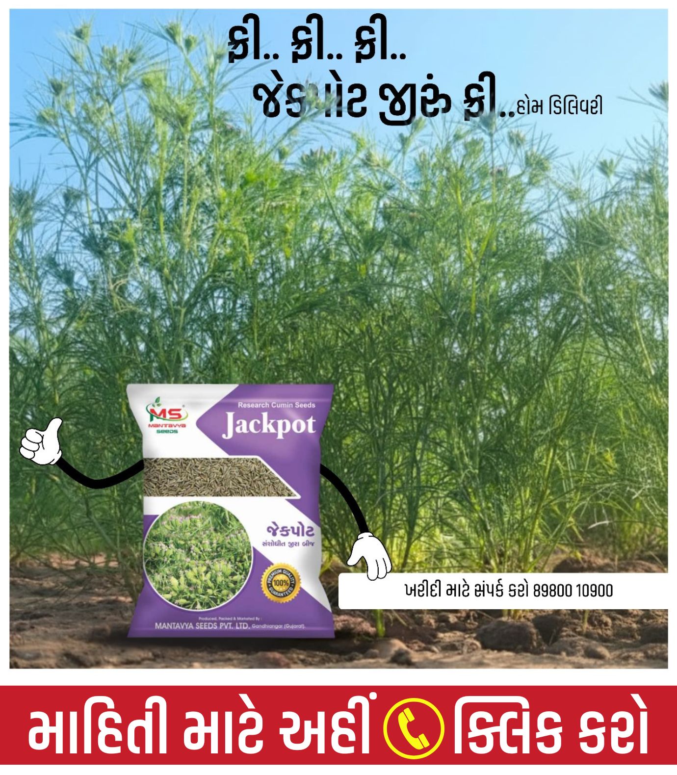 જીરું નું બિયારણ, જીરું બિયારણ, જીરું ની નવી વેરાયટી