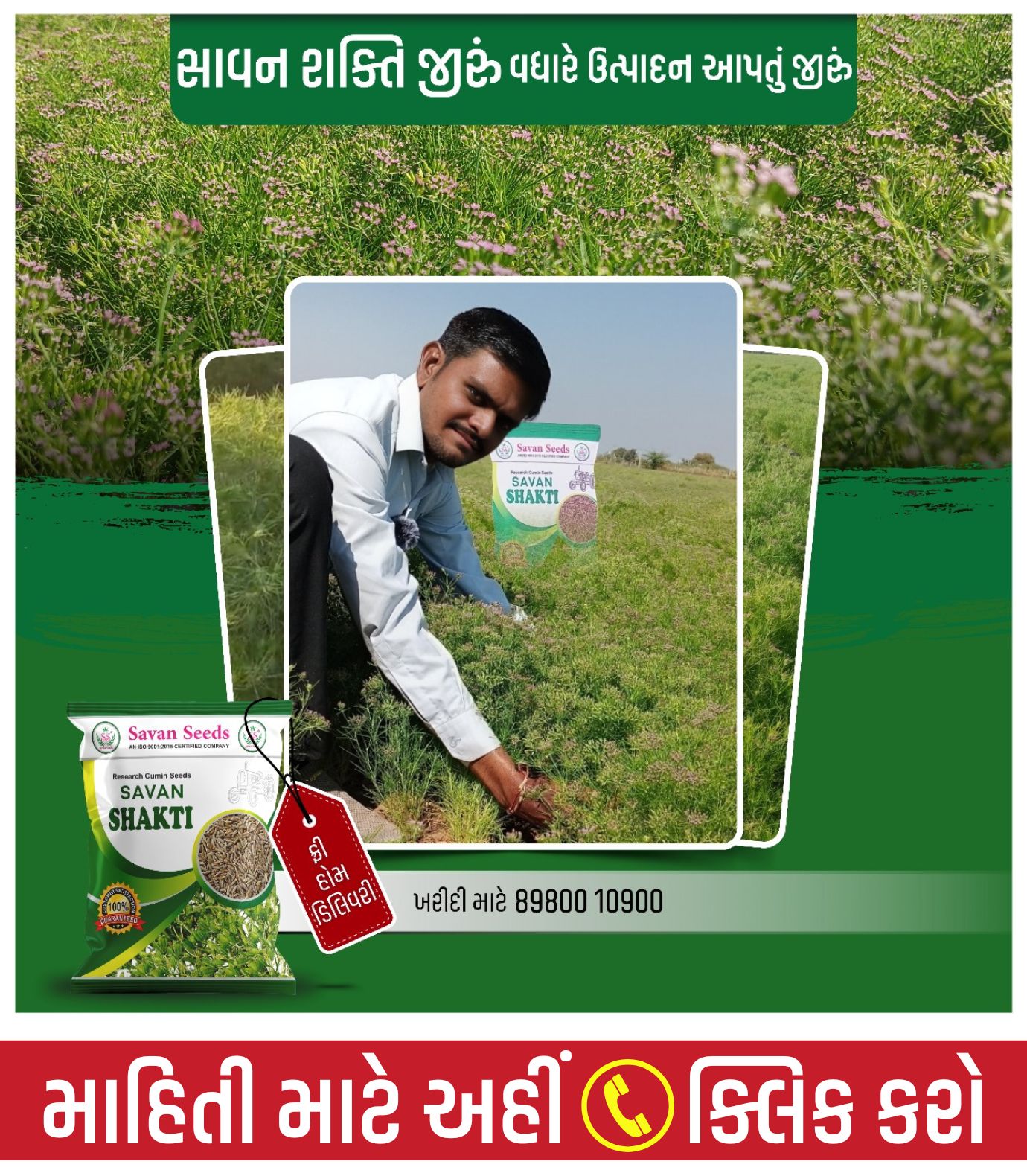 જીરું નું બિયારણ, જીરું બિયારણ, જીરું ની નવી વેરાયટી