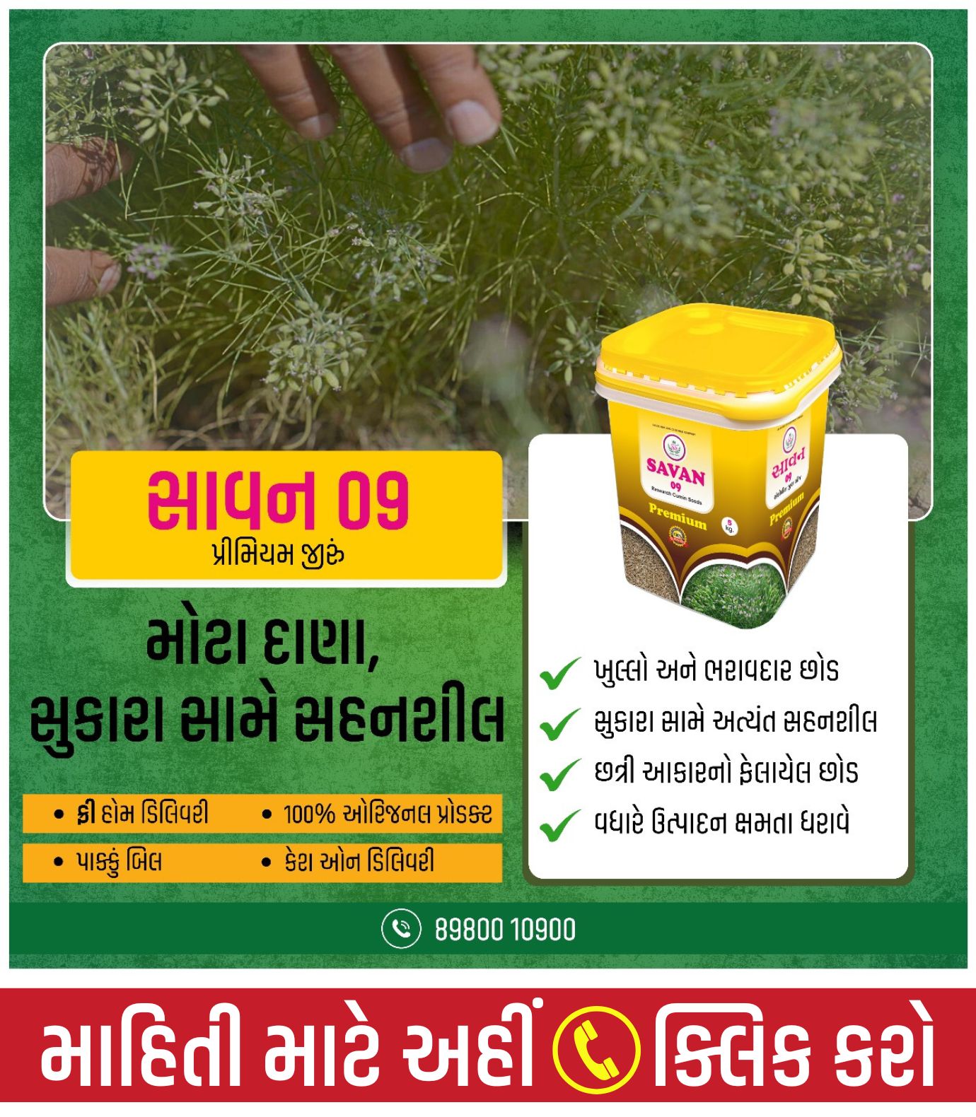 જીરું નું બિયારણ, જીરું બિયારણ, જીરું ની નવી વેરાયટી