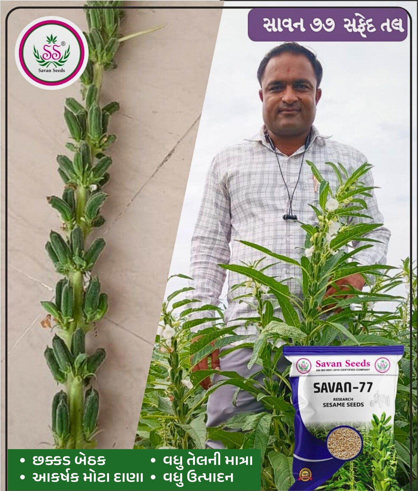 તલ બિયારણ, સાવન