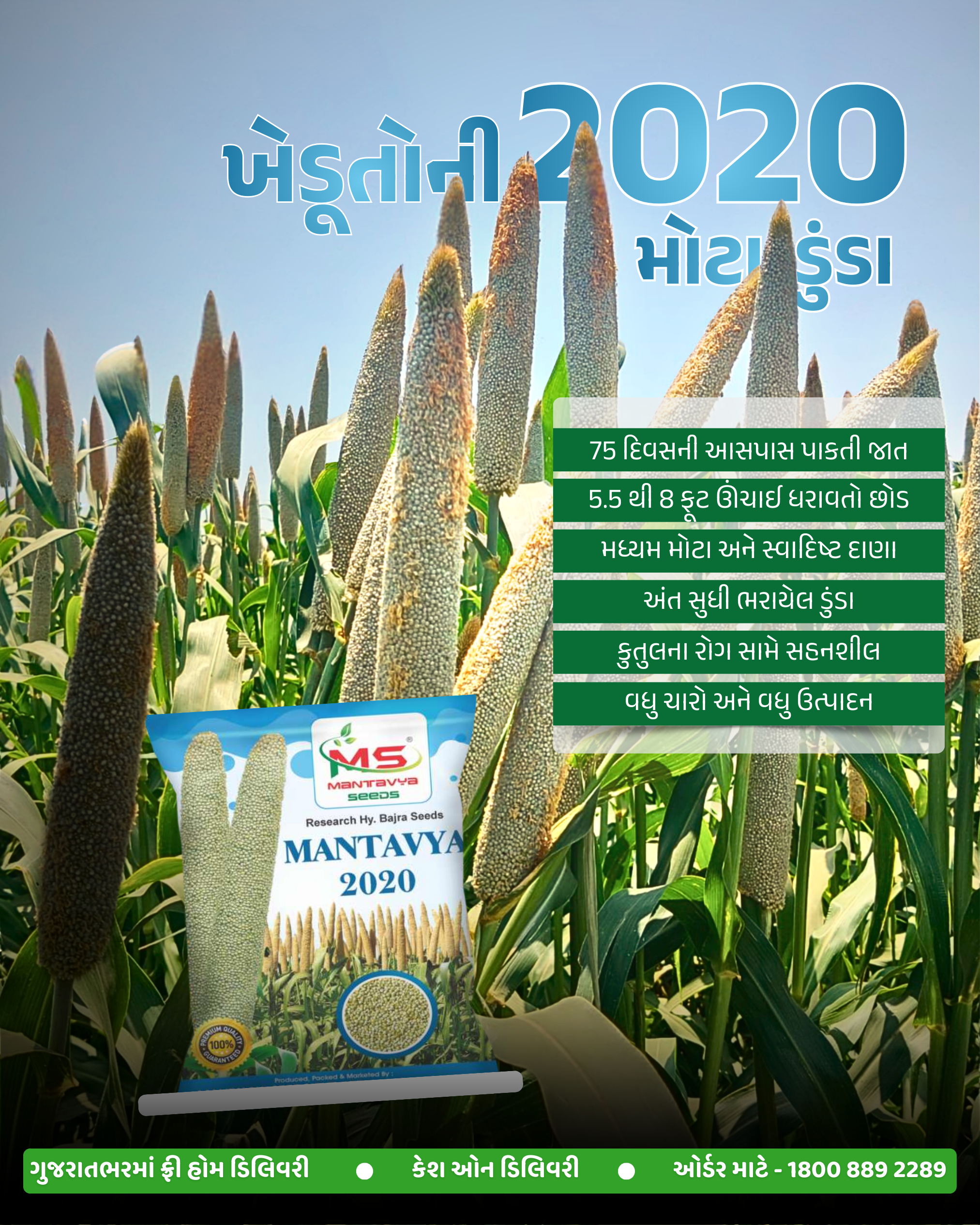 બાજરી બિયારણ, સાવન