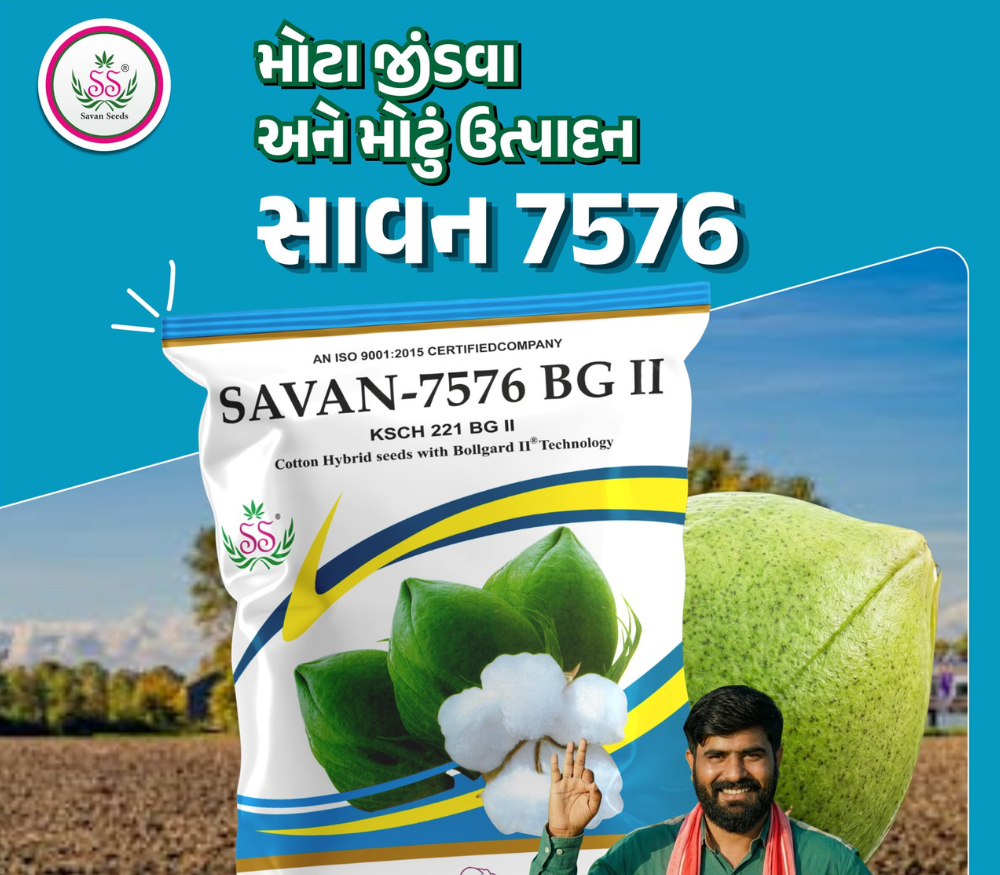સાવન 7576 કપાસ