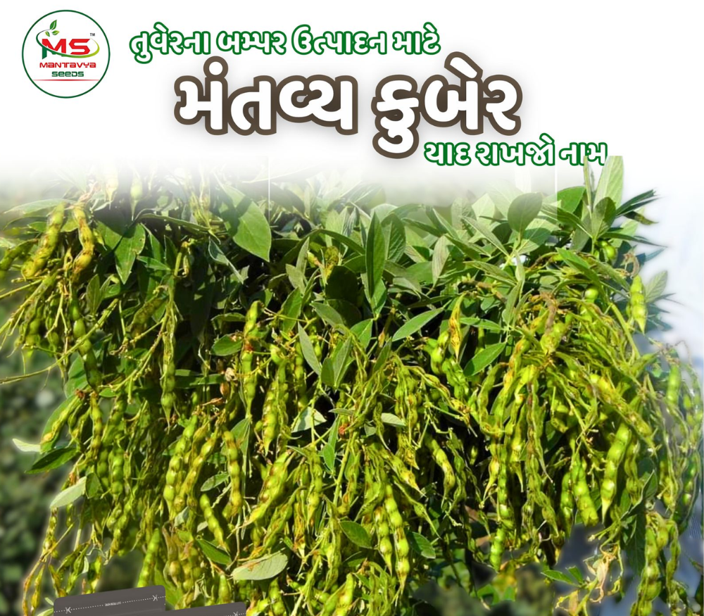 મંતવ્ય કુબેર