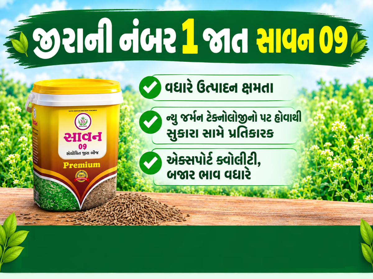 સાવન 09 પ્રીમિયમ જીરું
